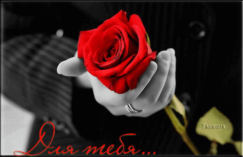 Красная роза в руках для тебя Для Тебя