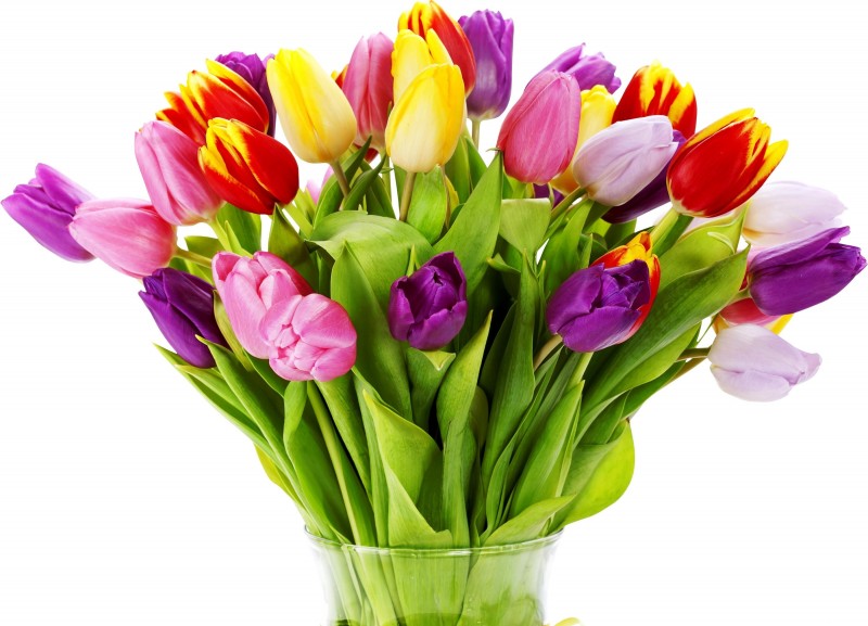 Букет разноцветных тюльпанов ко дню рождения С Днем Рождения