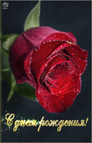 Шикарная роза в день Рождения С Днем Рождения